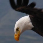 Adler im Flug bei Otavalo, Ecuador