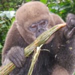 Affe ißt Guabas Frucht