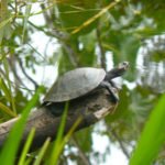 Schildkröte Amazonas, Ecuador