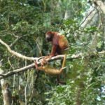 Brüllaffen, Amazonas Ecuador