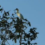 Wildlife Amazonasgebiet