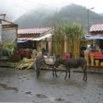 Baños - Zuckerrohr