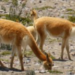 Vicuñas am Chimborazo