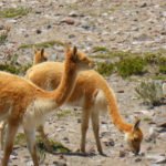 Vicuñas am Chimborazo