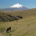 Cotopaxi mit Wildpferd