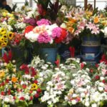 Cuenca - Blumenmarkt
