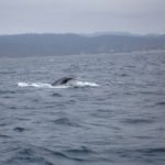 Buckelwale -Puerto Lopez, Ecuador