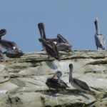 Pelikane - Strand Ecuador