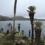 Frailejones im Naturreservat El Angel im Norden Ecuadors