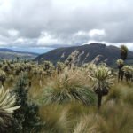 Frailejones Nord-Ecuador