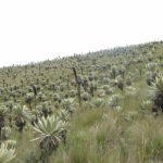 Frailejones (Mönchsblumen)