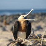 Junger Fregattvogel