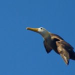 Fliegende Möwe Galapagos