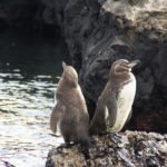 Galapagos Pinguine