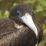 Fregattvogel