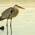 Reiher
