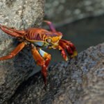 Galapagos Krabbe