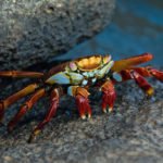 Galapagos Krabbe