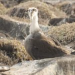 Albatross