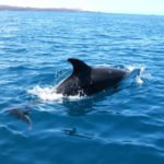 Delfin Galapagos