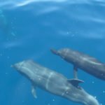 Delfine Galapagos