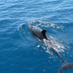 Delfin Galapagos