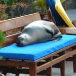 Seelöwe auf Couch