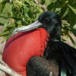 Männlicher Fregattvogel