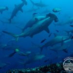 Hammerhaie Galapagos