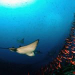 Manta Galapagos