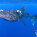 Walhai Galapagos