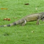 Guayaquil - Iguana Park