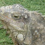 Guayaquil - Iguana