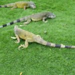 Guayaquil - Iguana Park