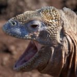 Leguan