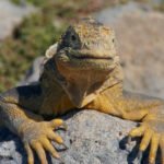 Leguan