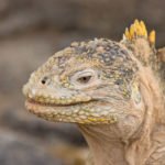 Leguan