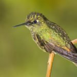 Kolibri