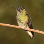 Kolibri