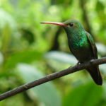 Kolibri im Nebelwald, Ecuador