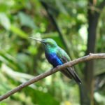 Kolibri im Nebelwald, Ecuador