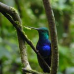 Kolibri im Nebelwald, Ecuador
