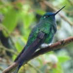 Kolibri im Nebelwald, Ecuador