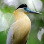 Wildlife Amazonasgebiet