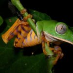 Frosch bei Nacht, Urwald Ecuador