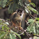 Kapuzineräffchen, Urwald Ecuador