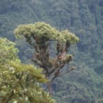 Nebelwald bei Quito