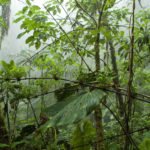 Nebelwald Reserva Yanacocha bei Quito
