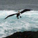 Pelikan im Anflug