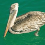 Pelikan